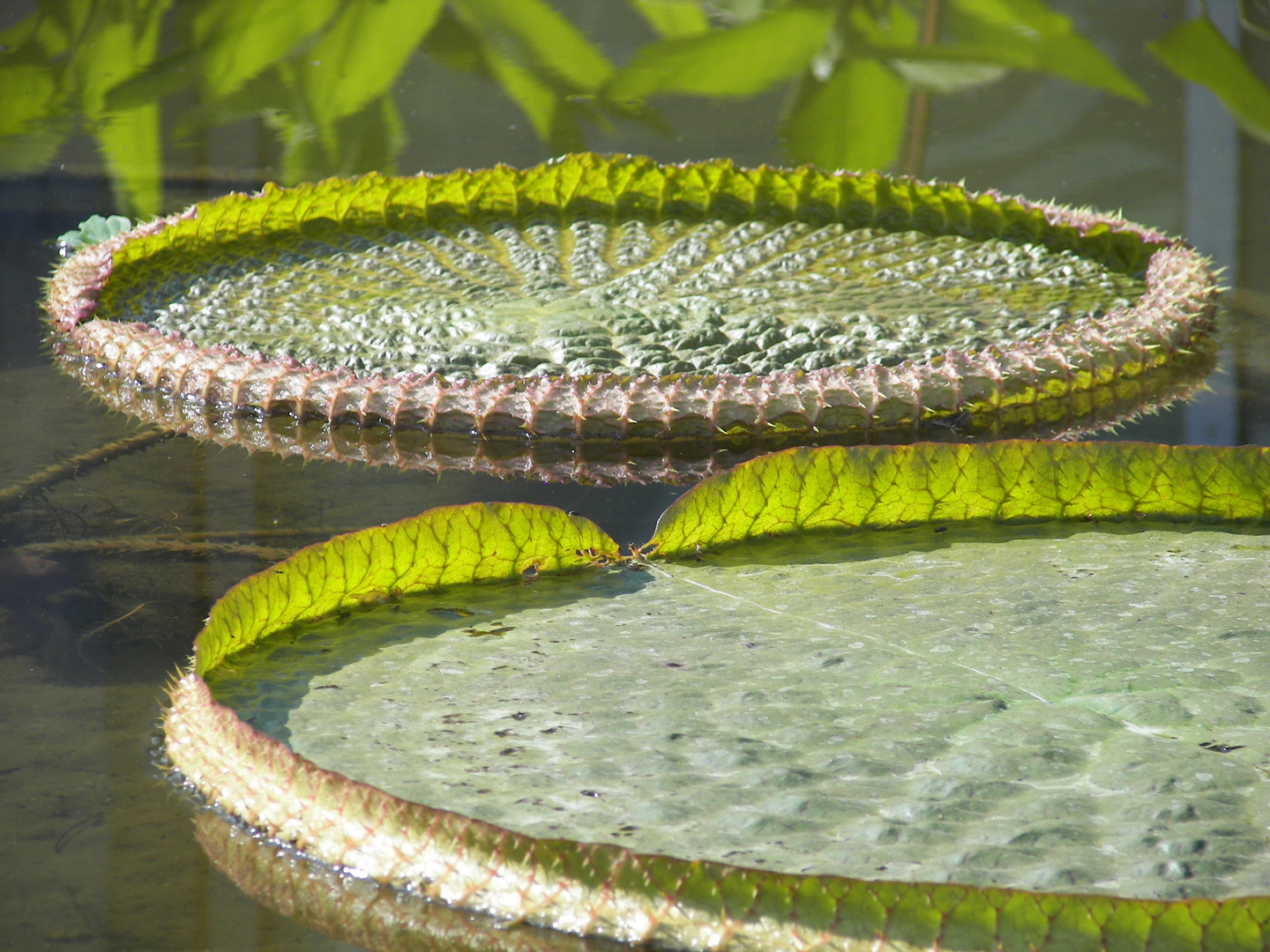 Vitoria Amazonica