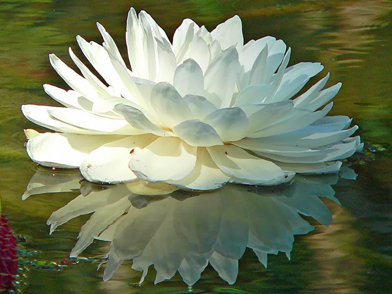 Vitoria-Regia's flower