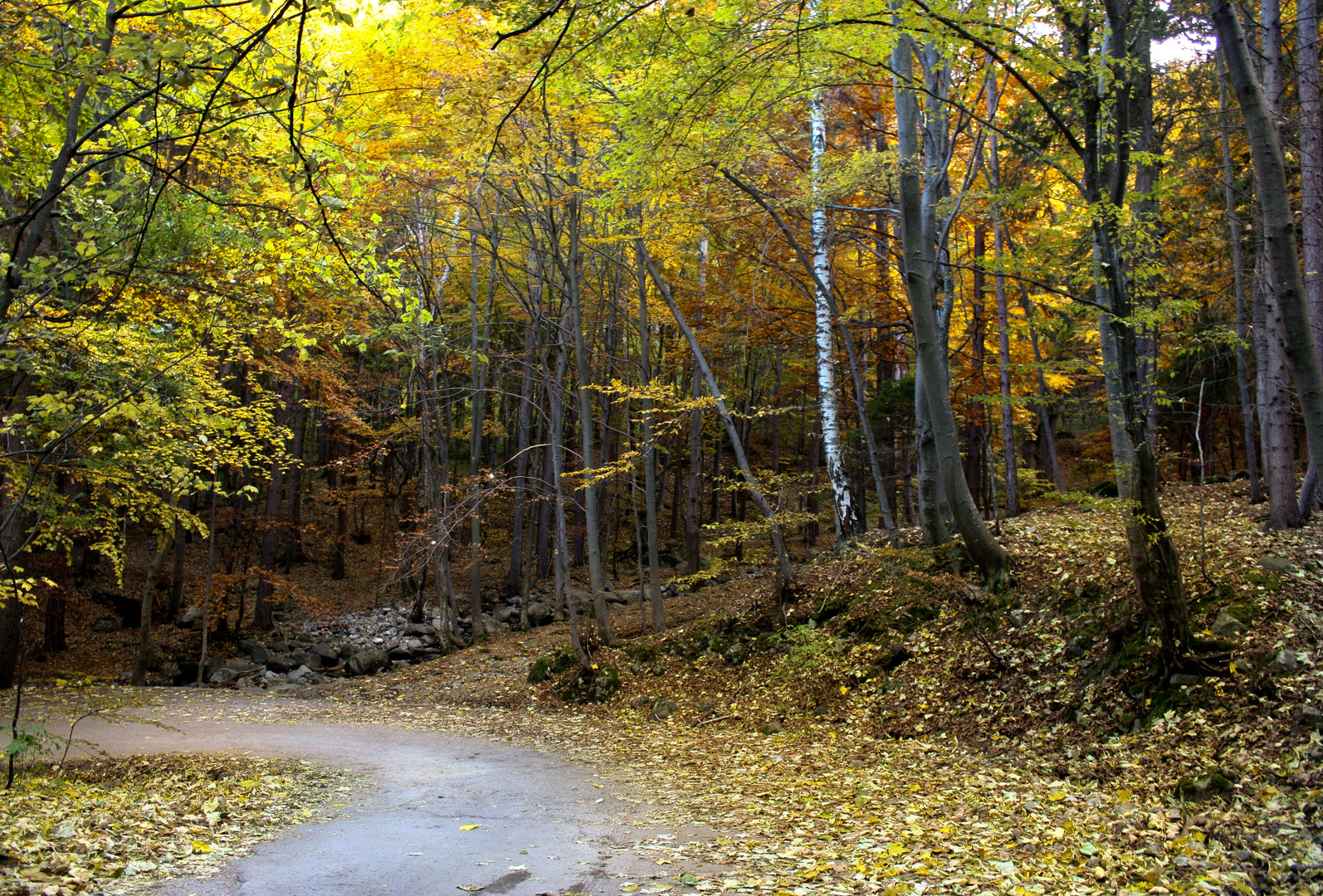 Vitosa Forest