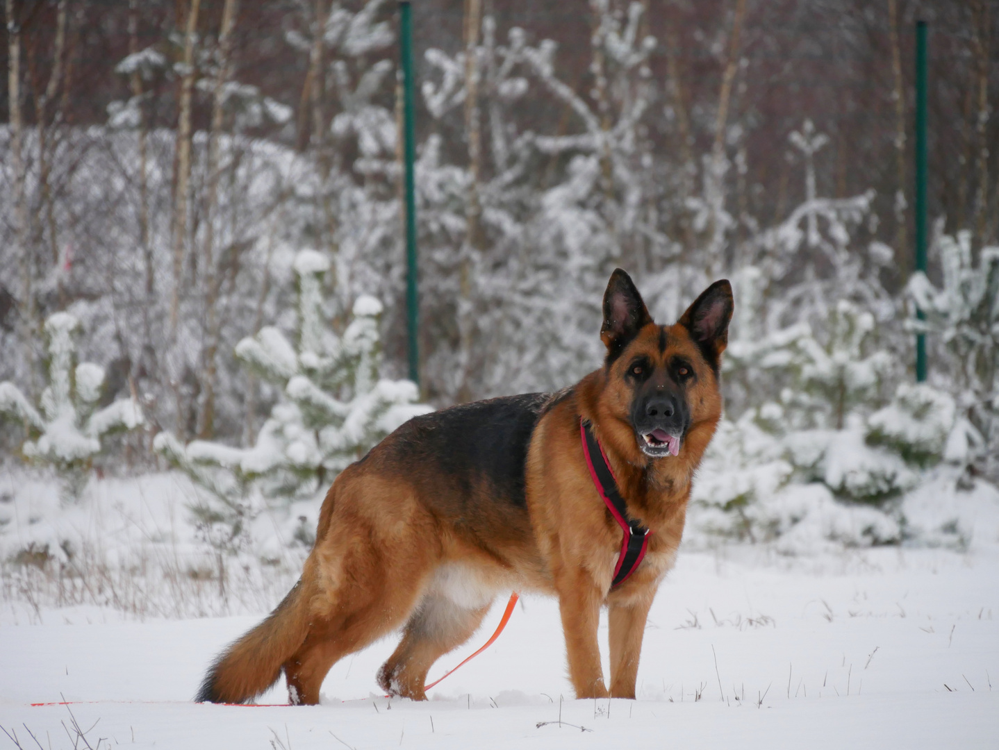 Vitus im Schnee