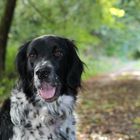 Vituschek im Herbstwald