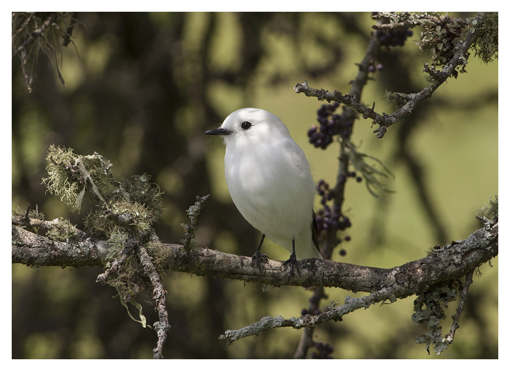 Viuda blanca