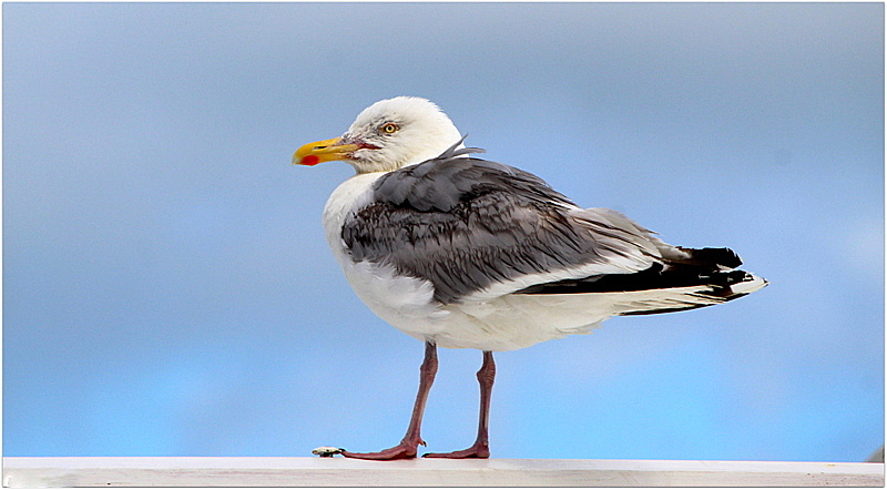 viva la mouette !!