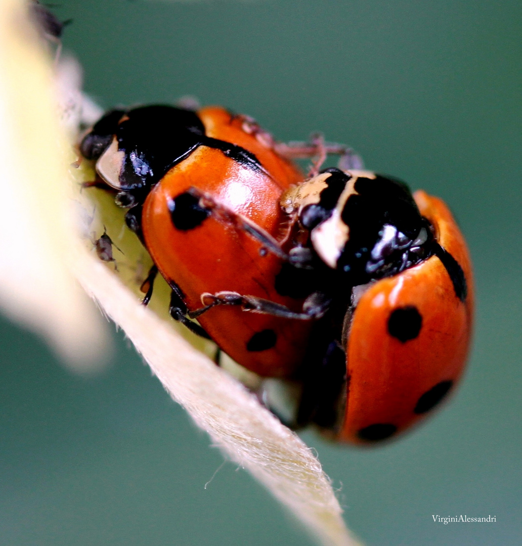 VIVA L'AMORE IN OGNI SUA FORMA E COLORE....