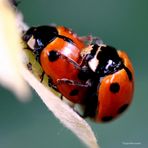 VIVA L'AMORE IN OGNI SUA FORMA E COLORE....