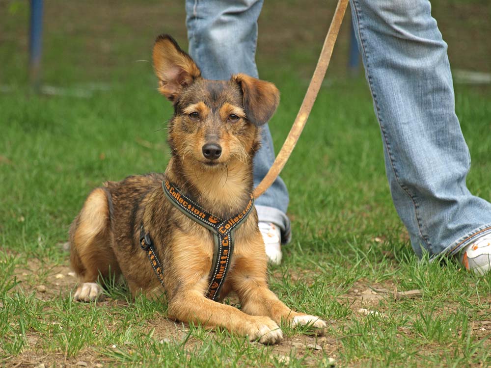 Viva passt in der Hundeschule immer gut auf!