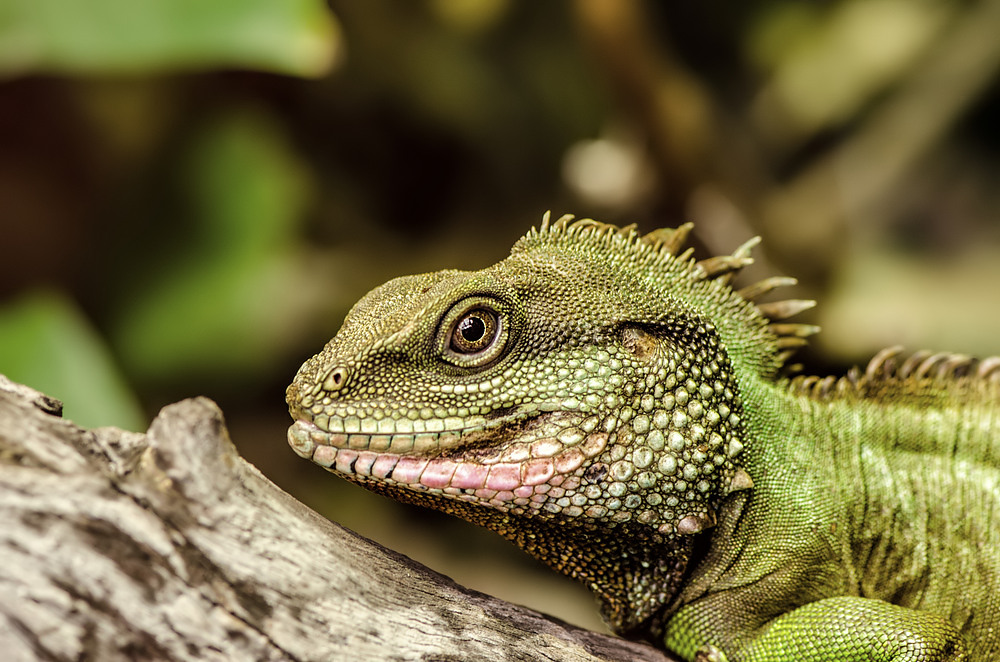 Vivarium Darmstadt