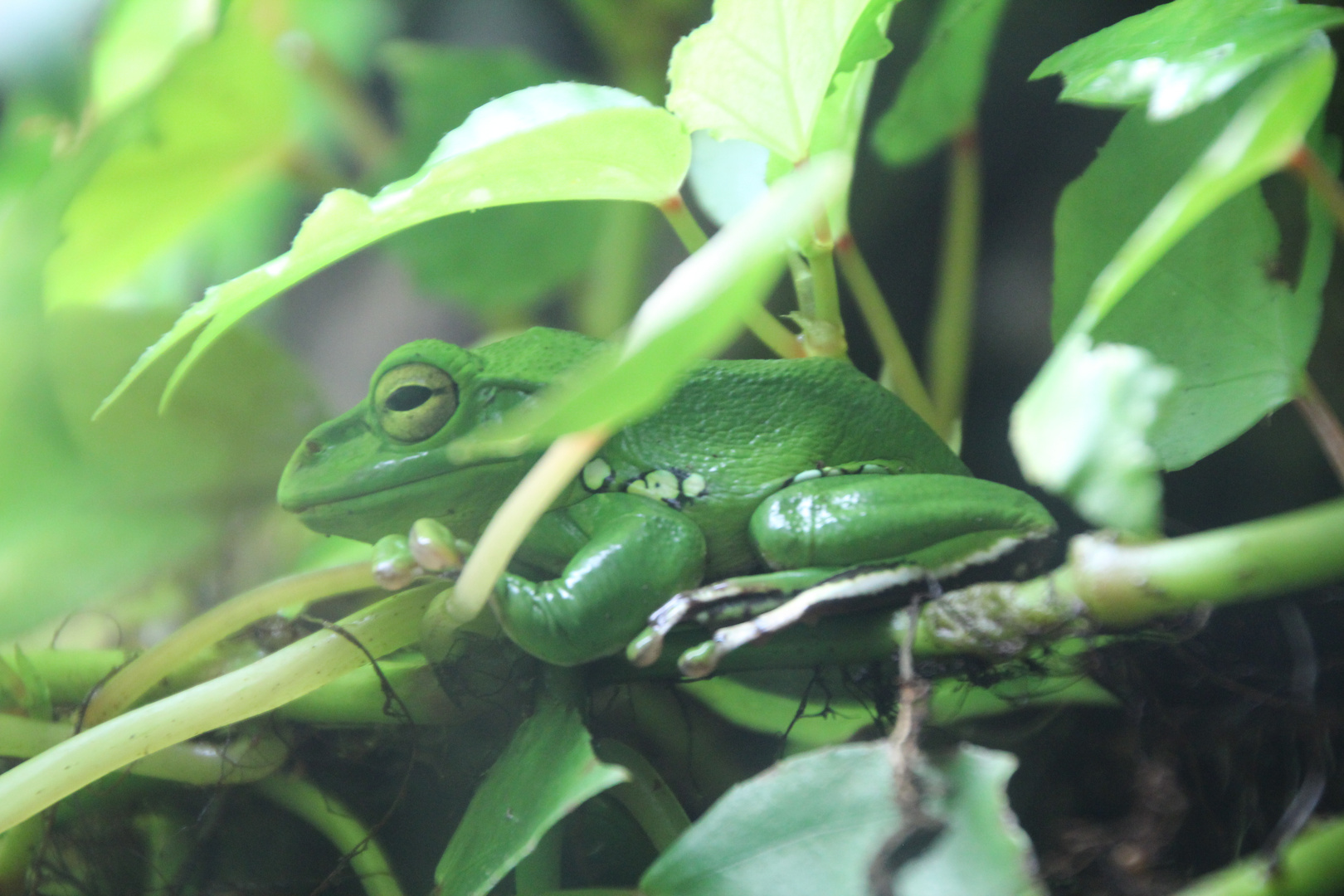 Vivarium Tierpark Chemnitz Rabenstein