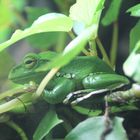 Vivarium Tierpark Chemnitz Rabenstein