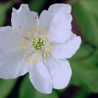 Vive la Mariée Rouillée