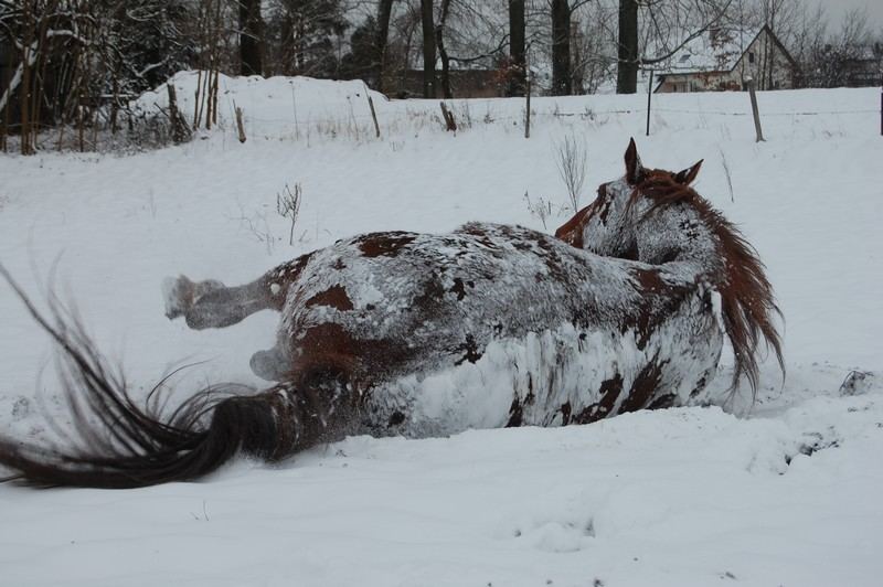 ViVe La NeIgE!