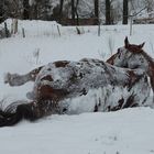 ViVe La NeIgE!