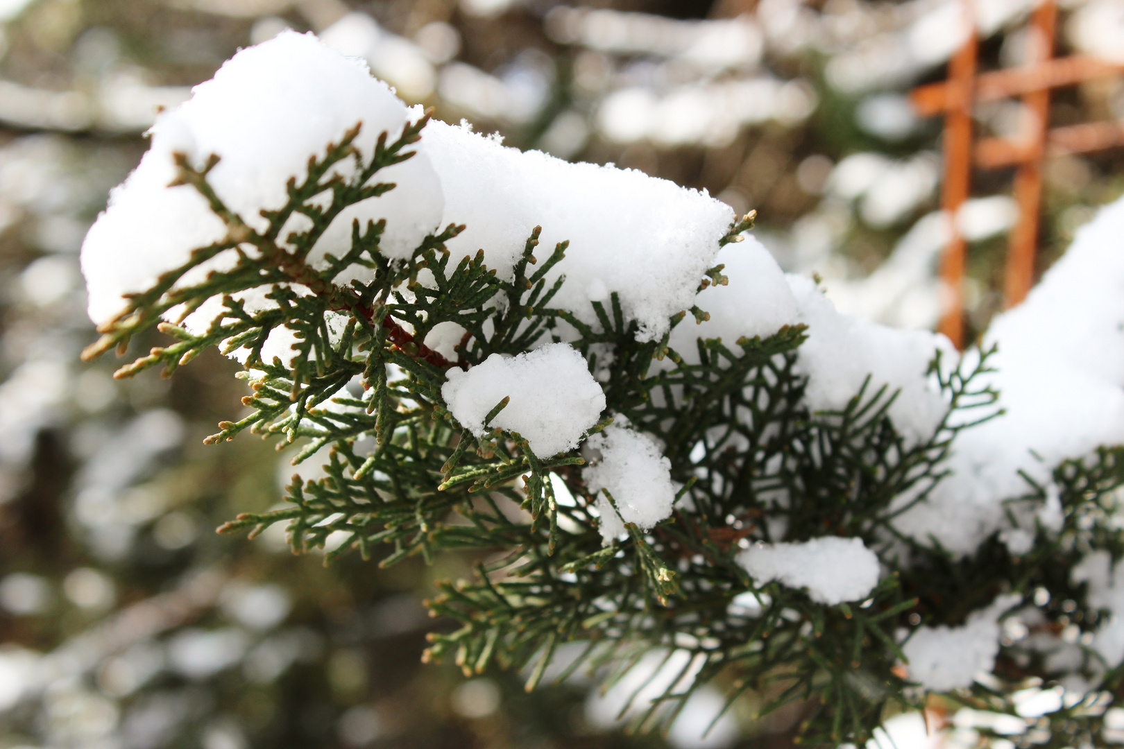 Vive la neige 