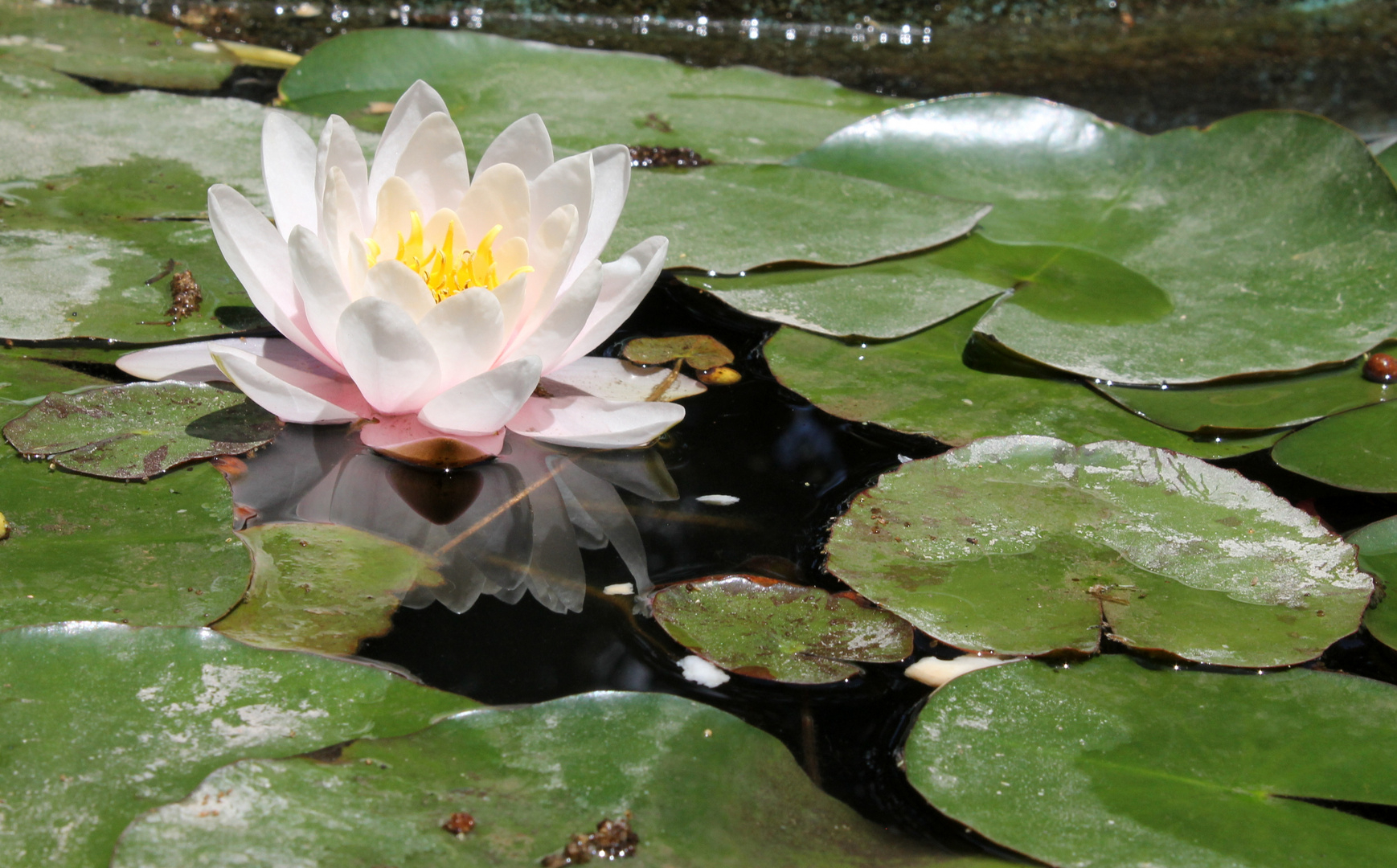 Vivere di sola acqua.