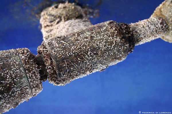 "vivi nelle cose, le cose vivono te"