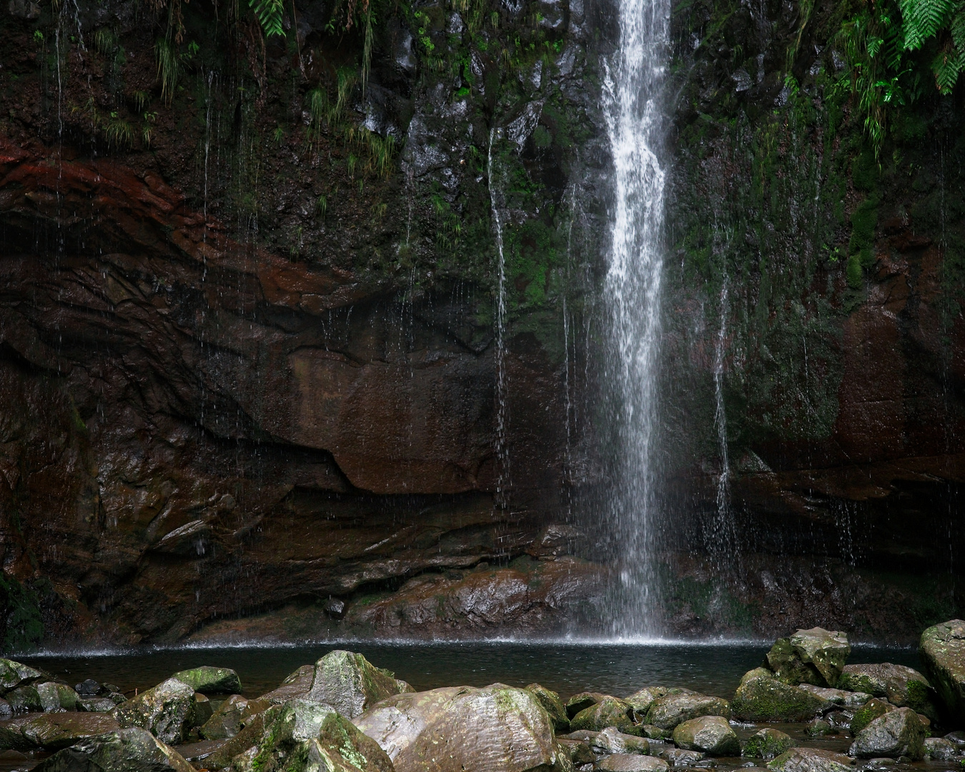 Vivid Madeira