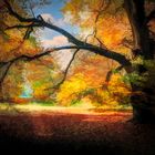 Vivid_Tree_x-art