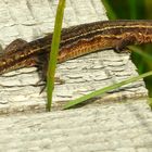 Viviparous Lizard  