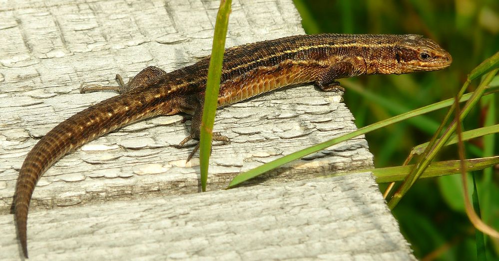 Viviparous Lizard  