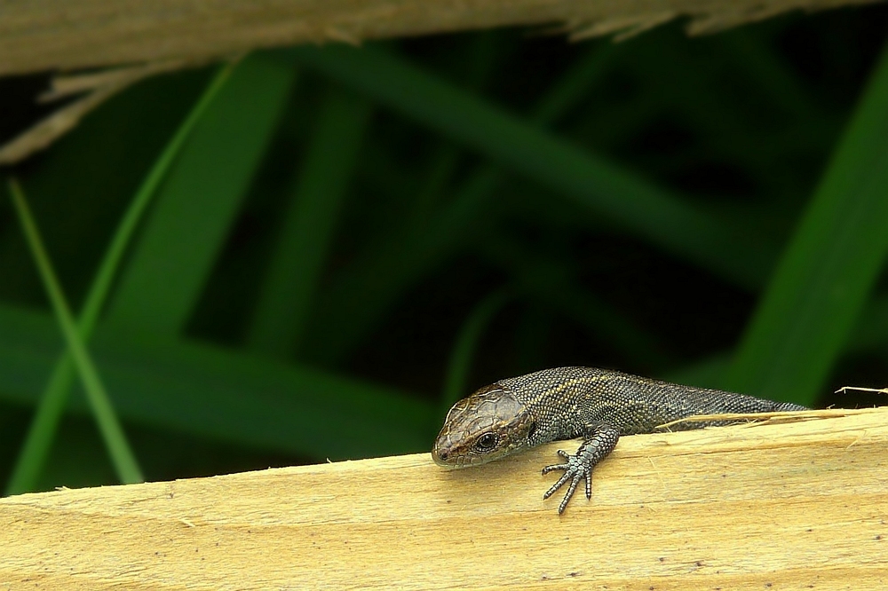 Viviparous Lizard