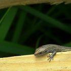 Viviparous Lizard