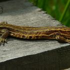 Viviparous Lizard