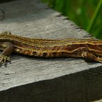 Viviparous Lizard