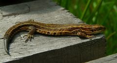 Viviparous Lizard