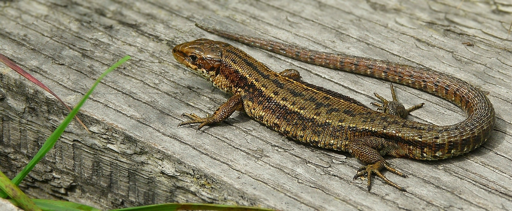 Viviparous Lizard