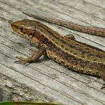 Viviparous Lizard