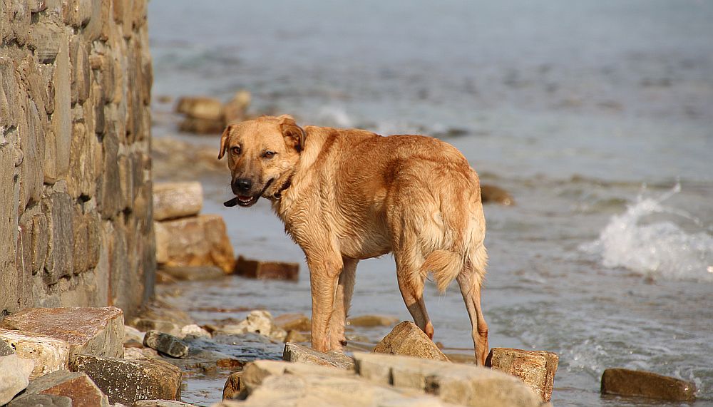 Vivo am Strand