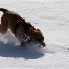 Vivo im tiefen Schnee II