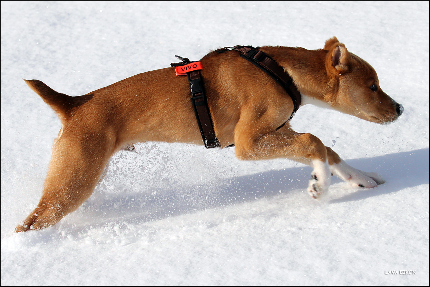 Vivo im tiefen Schnee VI