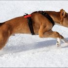 Vivo im tiefen Schnee VI