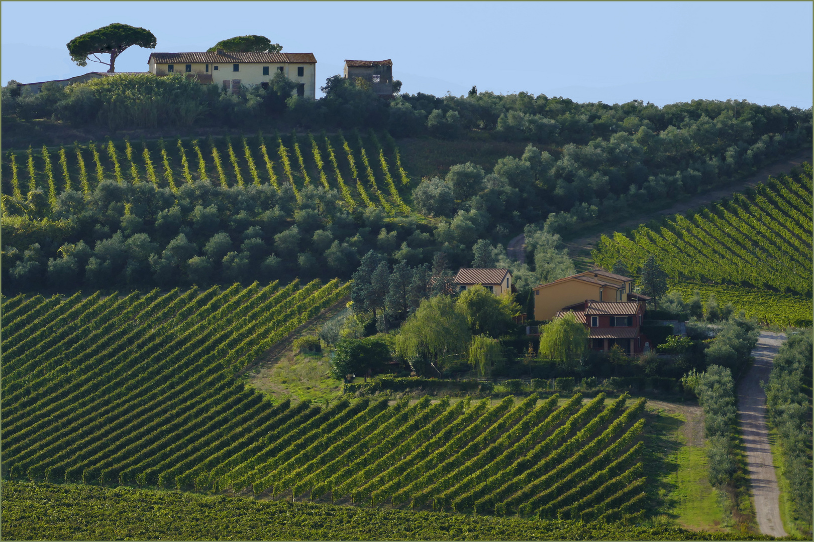 vivre au coeur  des vignes.....