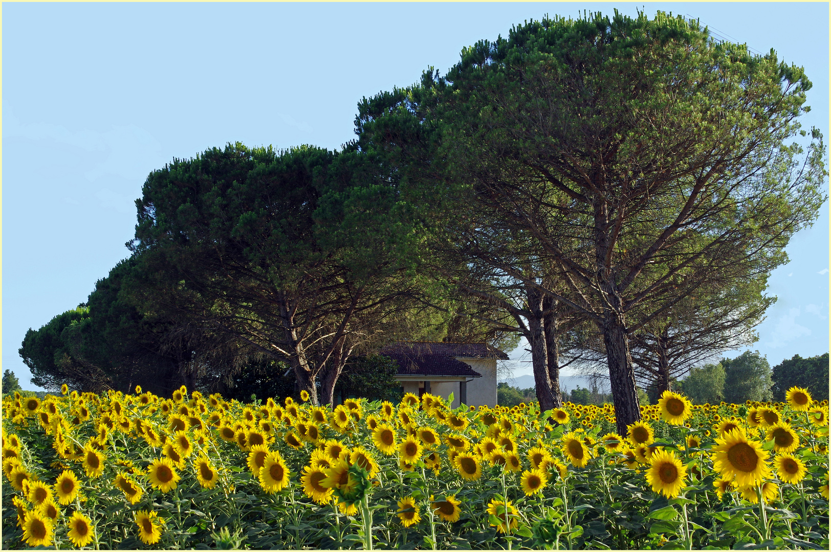 vivre au milieu des tournesols....