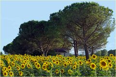 vivre au milieu des tournesols....