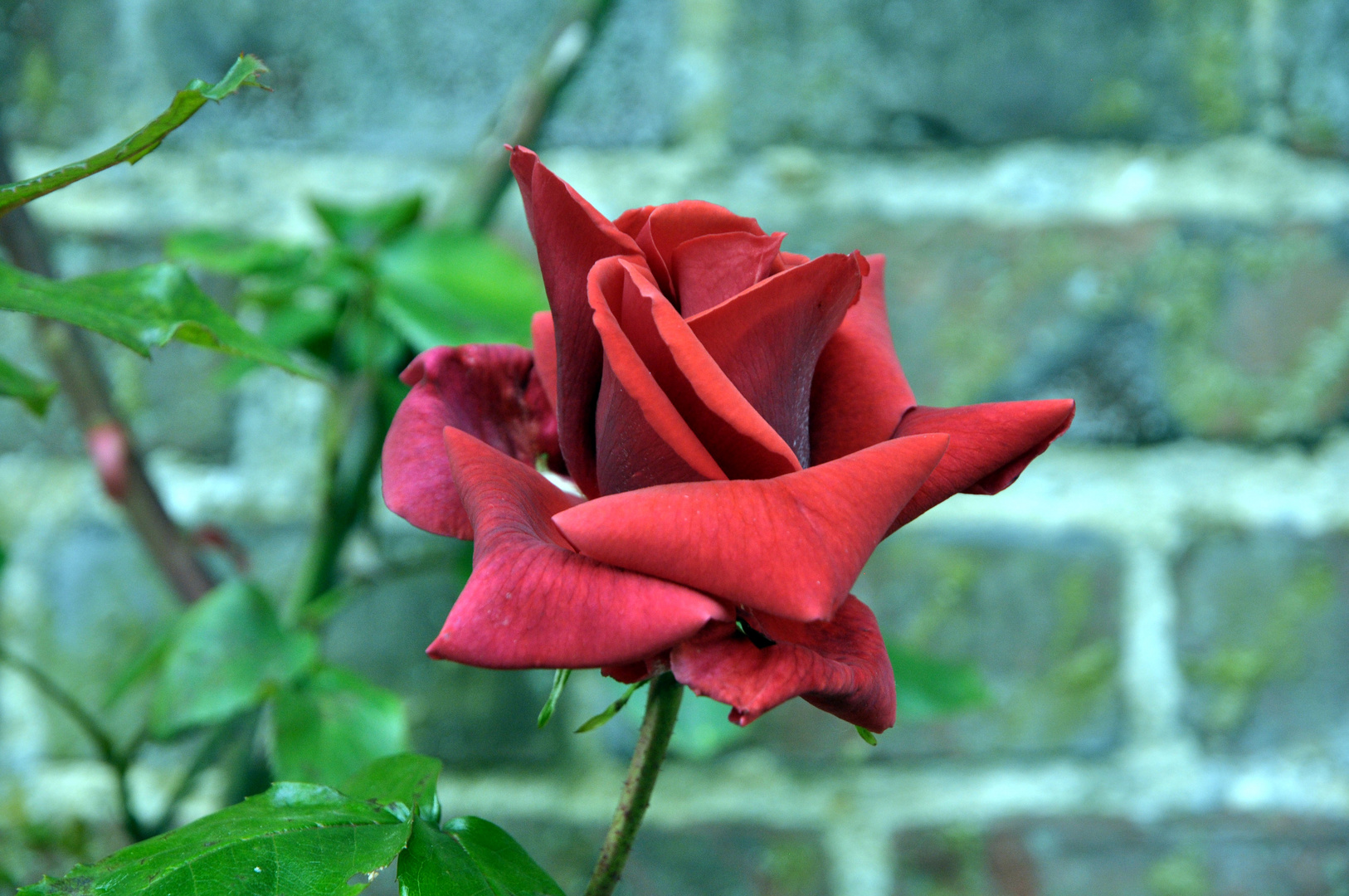 vivre d'amour et de vie en rose ...!