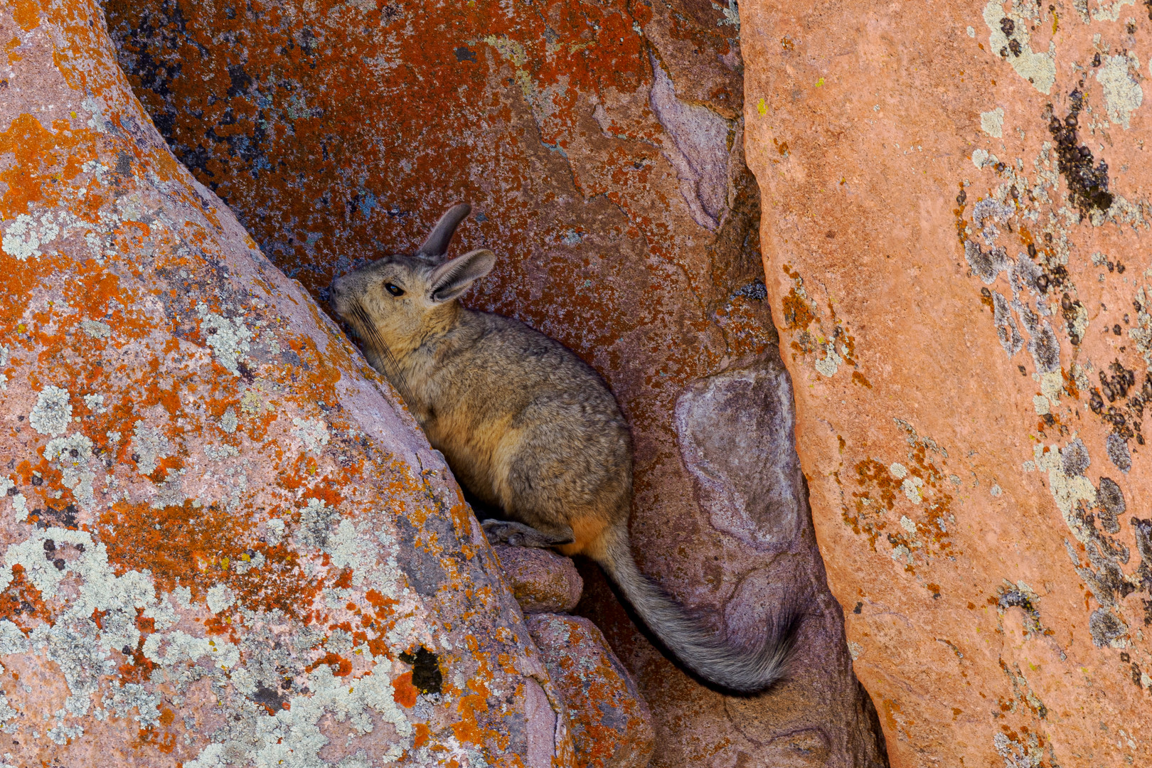 Vizcacha de la Sierra