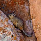 Vizcacha de la Sierra