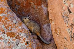 Vizcacha de la Sierra