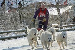 Vize - Europameister im Schlittenhunderennen