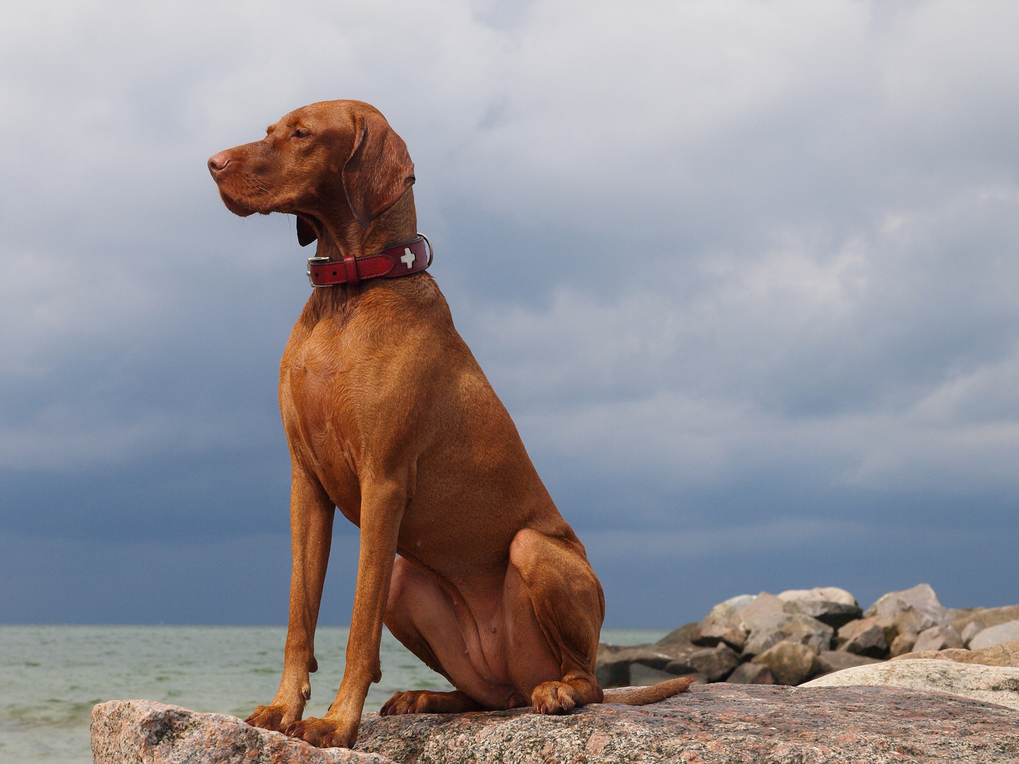 Vizla am Meer