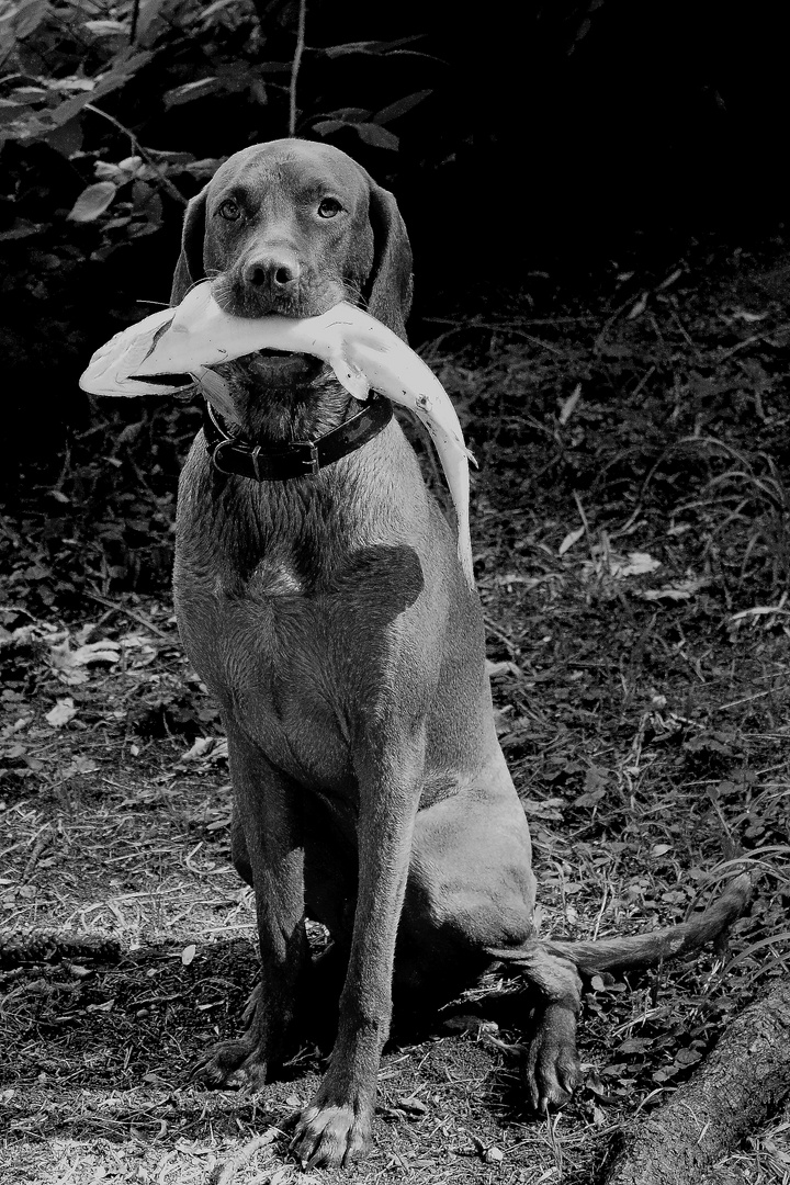 Vizla der Fischerhund