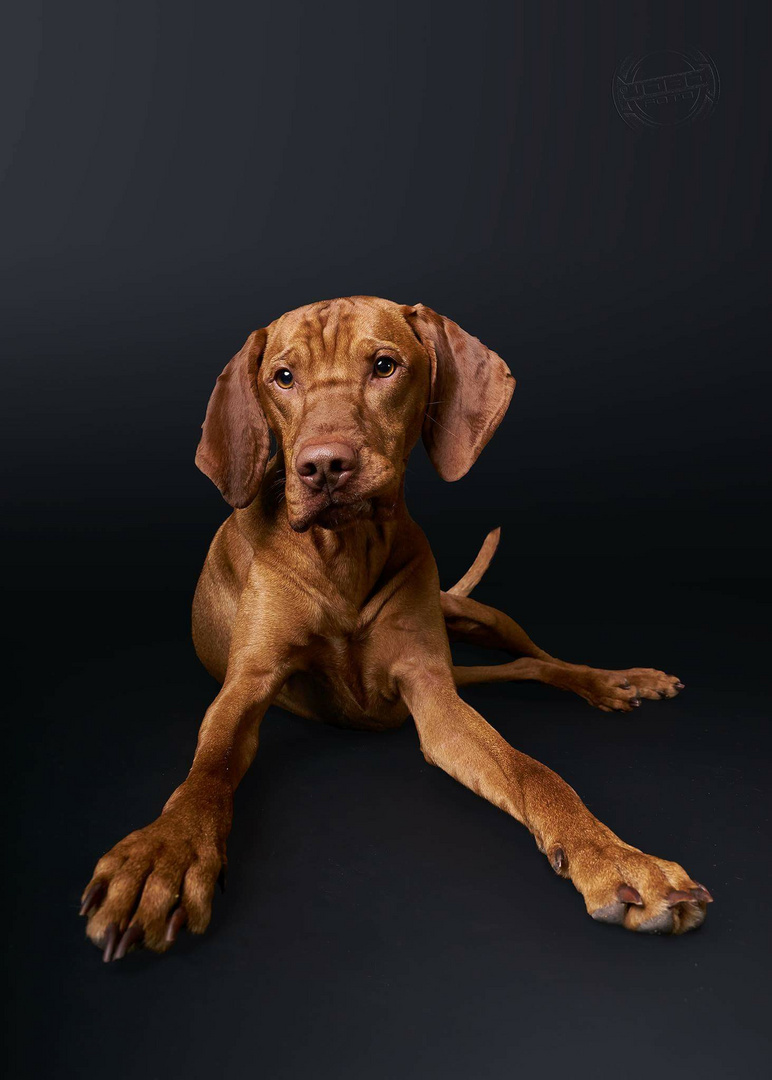 Vizla "Kano"