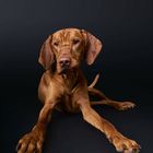 Vizla "Kano"