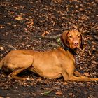 Vizsla