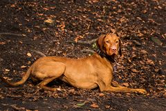 Vizsla