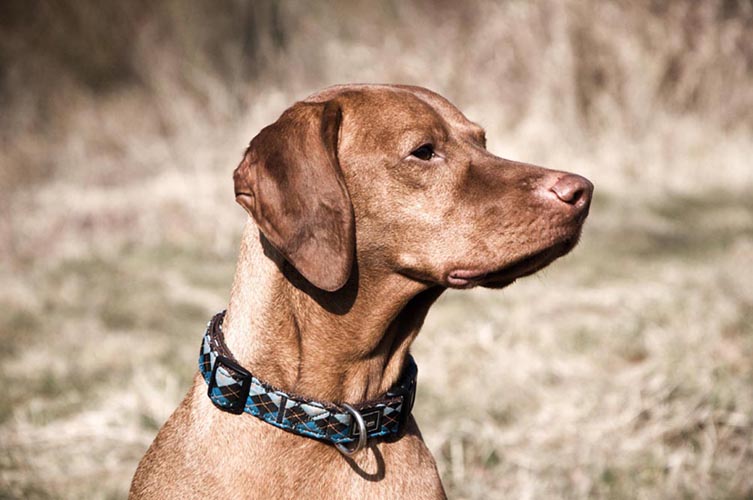 Vizsla