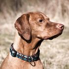 Vizsla